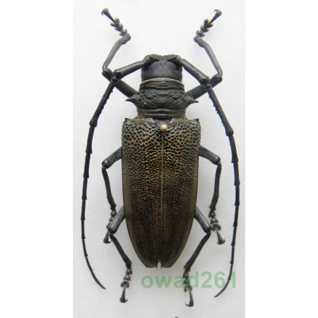 Batocera laena gracilis Kriesche, 1919 female Indonesia, Kei Is 47mm